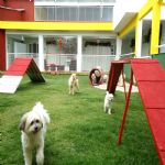 Hotel Para Cães