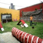 Hotel Para Cães