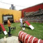 Hotel Para Cães