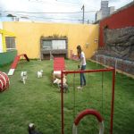 Hotel Para Cães