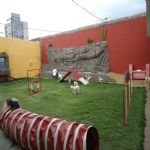 Hotel Para Cães