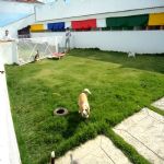 Hotel Para Cães