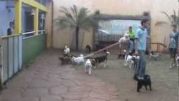 Creche, hotel, natação, adestamento de cães e muito mais