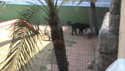 Creche, Hotel, Natação, Adestamento de Cães