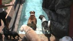 Mais um final de semana no Pet Hotel Dog Life