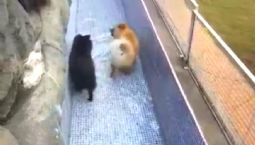 Chuva Artificial para Refrescar os Caolzinhos no Pet Hotel Dog Life