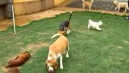 Jornal da Record - Hotel para cães