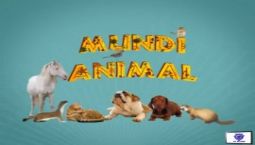 TV Mundi Animal – Hotel bom para cachorro